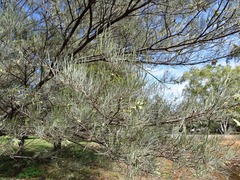 Acacia aneura