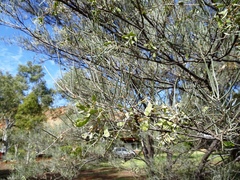 Acacia aneura