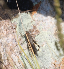 Bryodemella