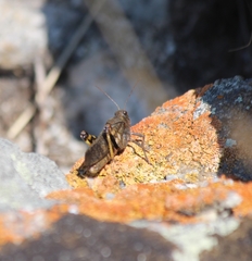 Bryodemella
