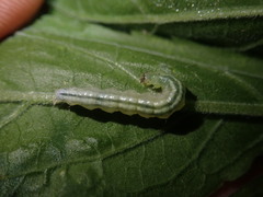Udea ferrugalis