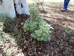 Abutilon leucopetalum