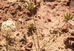 Lichtensteinia obscura