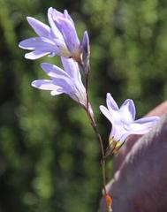 Ixia rapunculoides