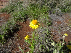 Xerochrysum interiore