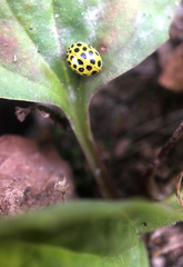 Psyllobora vigintiduopunctata