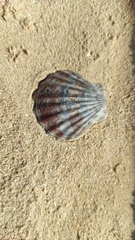 Pecten