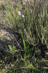 Ixia rapunculoides