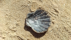 Pecten