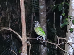 Ailuroedus melanotis