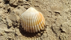 Acanthocardia tuberculata