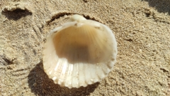Acanthocardia tuberculata