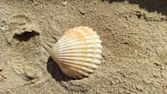 Acanthocardia tuberculata