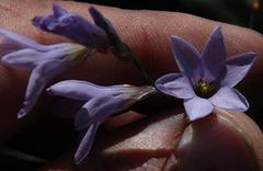 Ixia rapunculoides
