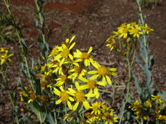 Senecio magnificus