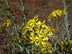 Senecio magnificus