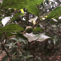 Actephila lindleyi