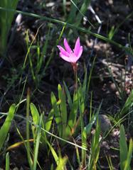 Hesperantha pauciflora