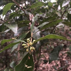 Actephila lindleyi