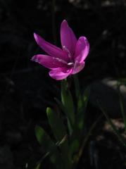 Hesperantha pauciflora