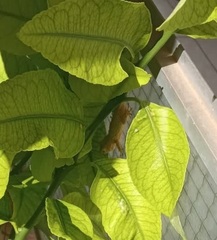 Tarentola mauritanica