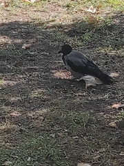 Corvus cornix