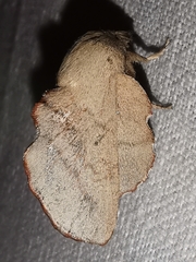 Phyllodesma suberifolia