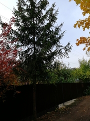 Picea × fennica
