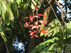 Amherstia nobilis