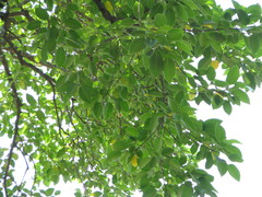 Neolamarckia cadamba