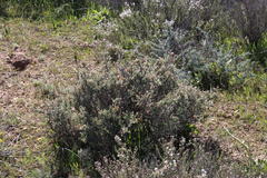 Wiborgia