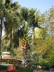 Corypha umbraculifera