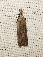 Dichomeris limbipunctellus