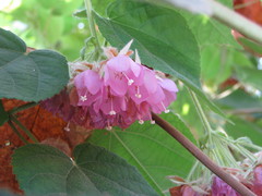 Dombeya wallichii