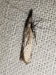 Dichomeris limbipunctellus