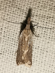 Dichomeris limbipunctellus