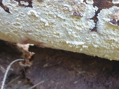 Phlebia centrifuga