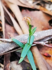 Pterostylis melagramma