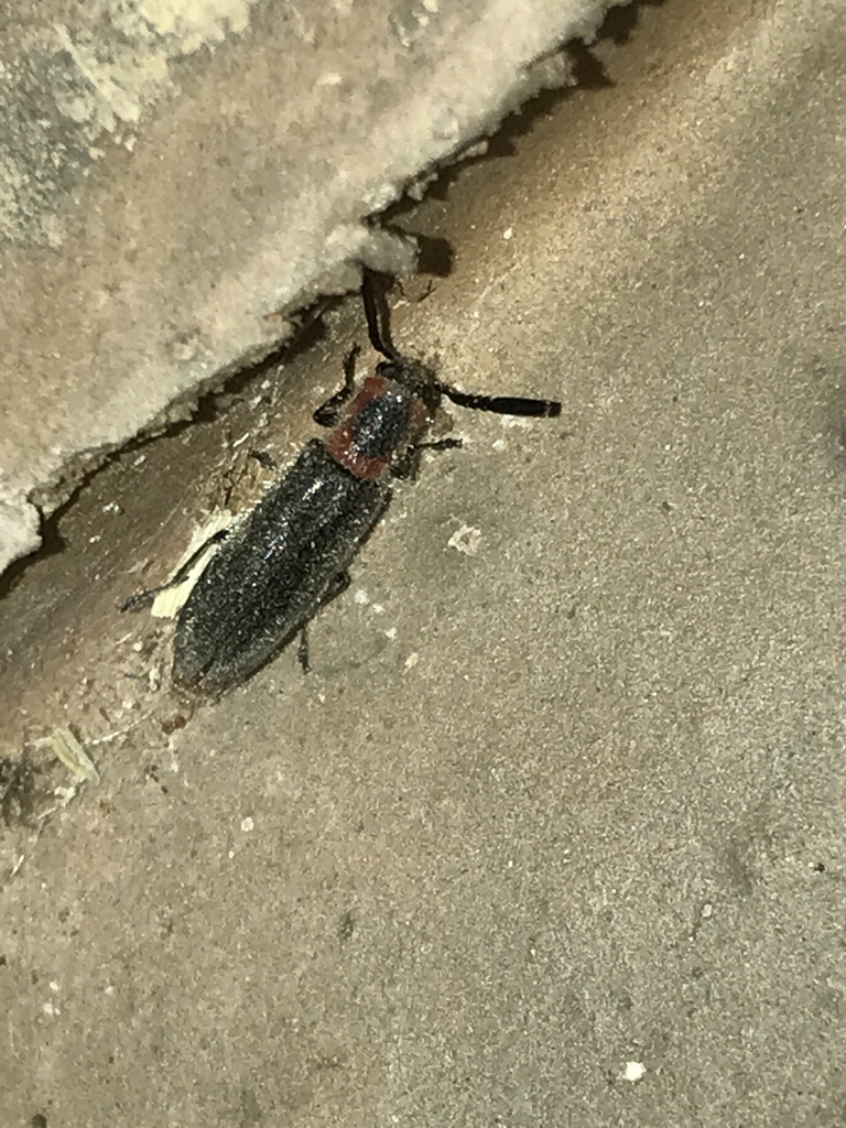 Monophylla terminata
