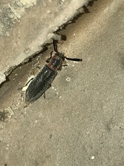 Monophylla terminata