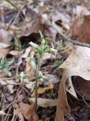 Cheirostylis notialis