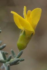 Aspalathus pedunculata