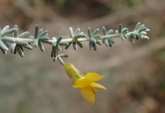 Aspalathus pedunculata