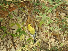 Aegithina nigrolutea