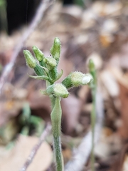 Cheirostylis notialis