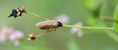 Blattella nipponica