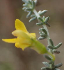 Aspalathus pedunculata