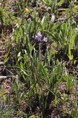 Ixia rapunculoides