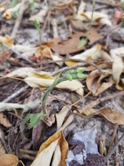 Cheirostylis notialis