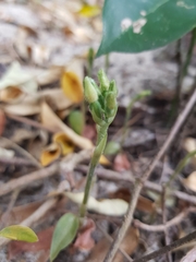 Cheirostylis notialis